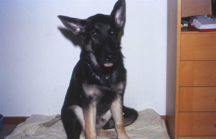 Schæferhund Bonzo *R.I.P* billede 5