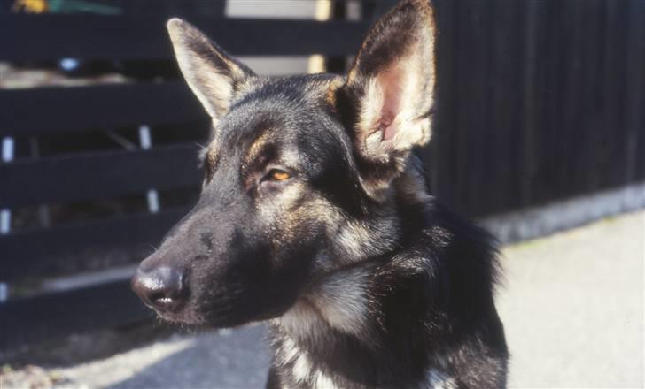 Schæferhund Bonzo *R.I.P* billede 6