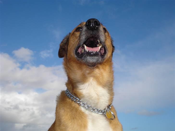 Blanding af racer Vabbe billede 15