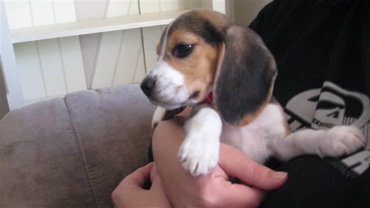 Beagle Futte billede 8