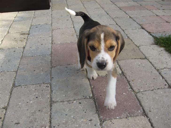 Beagle Futte - traver mig lige en tur ud i haven billede 9