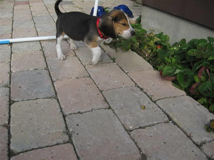 Beagle Futte - de ser lækkre ud de jorbær,mon min "mor" opdager,hvis jeg snupper et ? billede 10