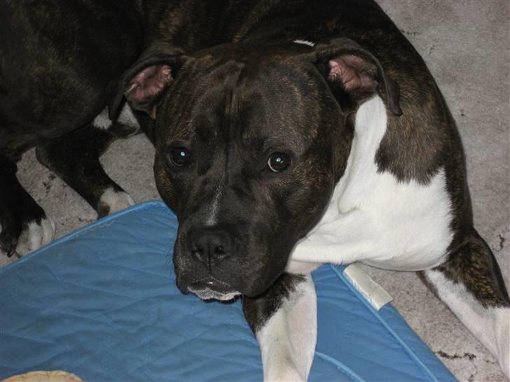 Amerikansk staffordshire terrier Don billede 1