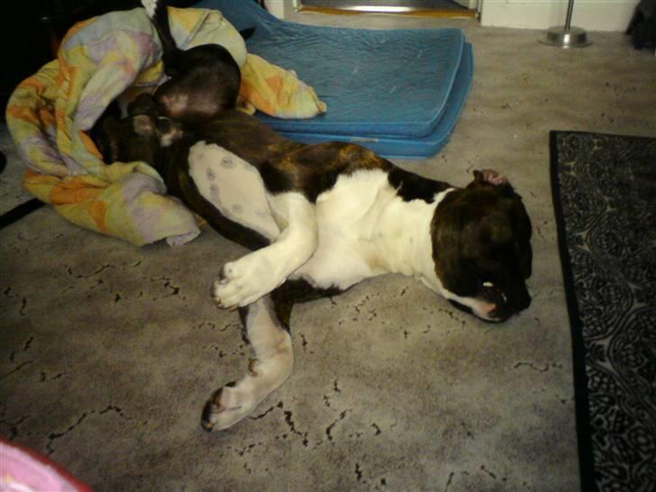 Amerikansk staffordshire terrier Don billede 2