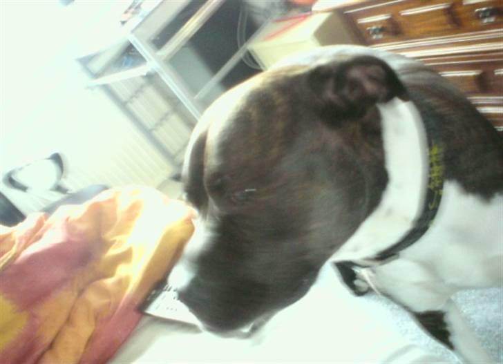 Amerikansk staffordshire terrier Don billede 3