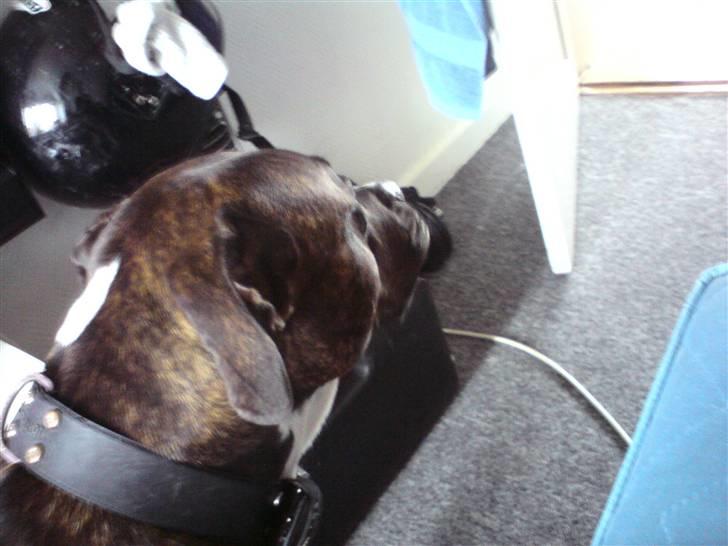 Amerikansk staffordshire terrier Don billede 4