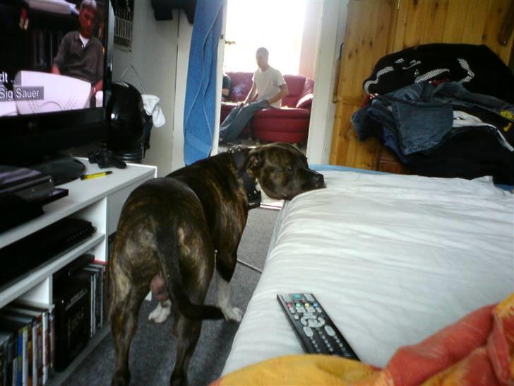 Amerikansk staffordshire terrier Don billede 5