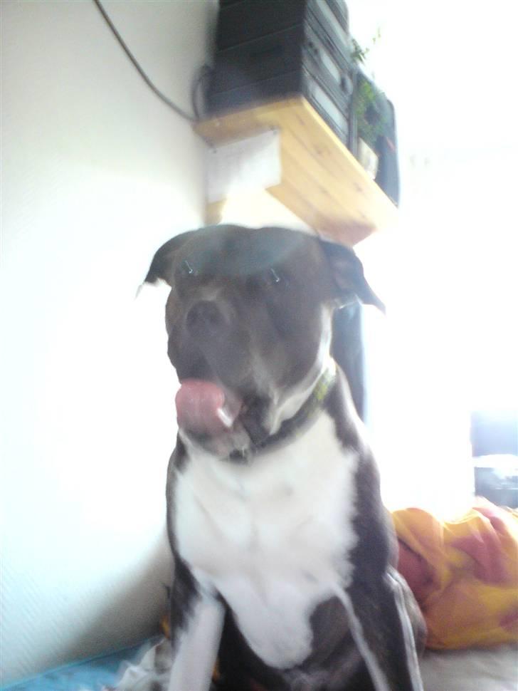 Amerikansk staffordshire terrier Don billede 7