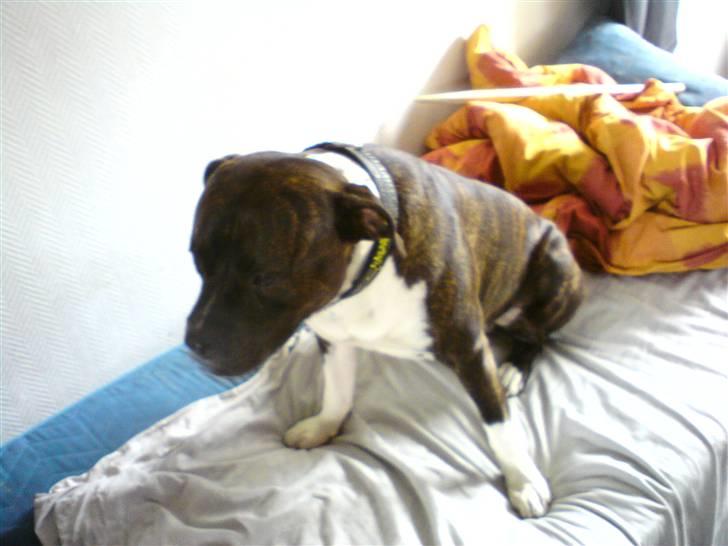 Amerikansk staffordshire terrier Don billede 8