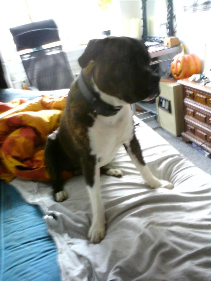 Amerikansk staffordshire terrier Don billede 9