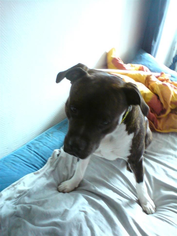 Amerikansk staffordshire terrier Don billede 11