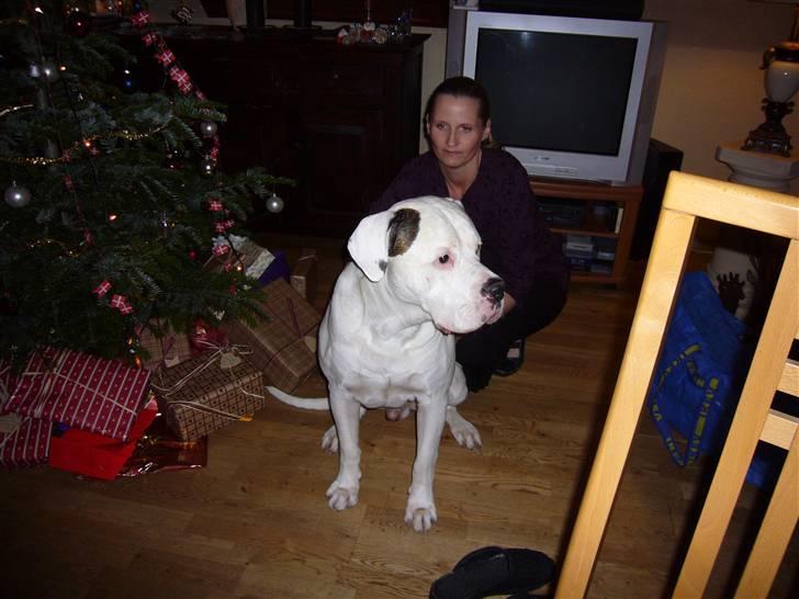 Amerikansk bulldog Jones billede 2