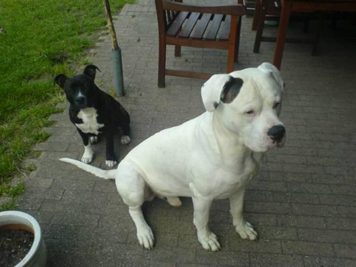 Amerikansk bulldog Jones billede 3