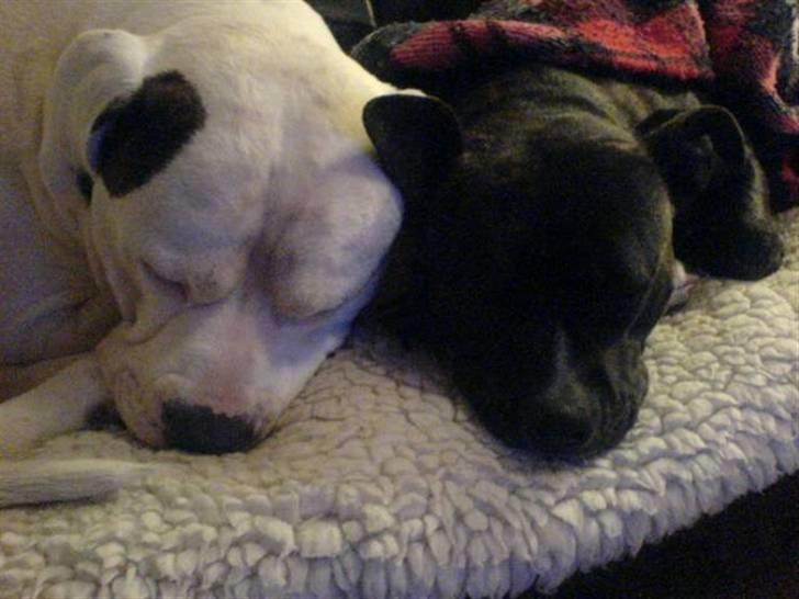 Amerikansk bulldog Jones billede 4