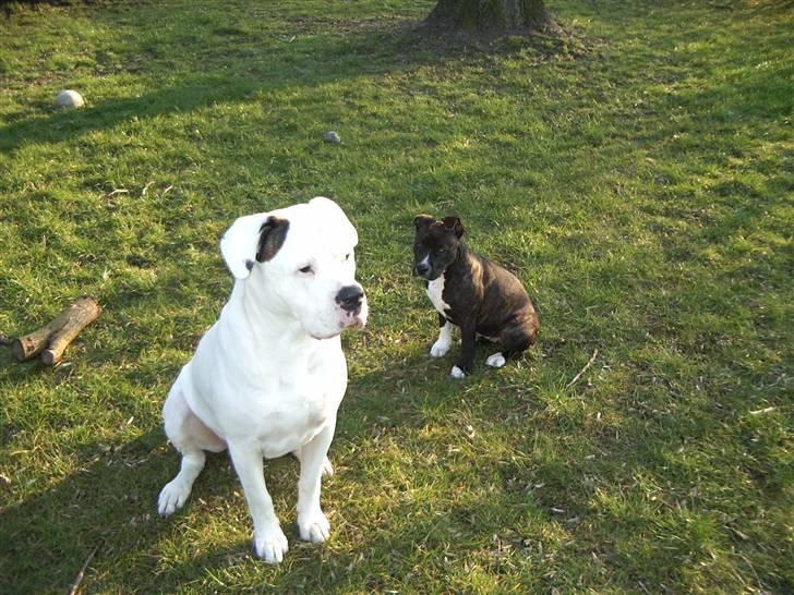 Amerikansk bulldog Jones billede 5