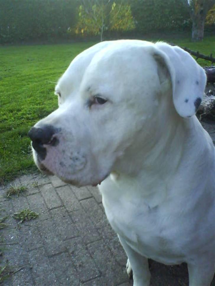 Amerikansk bulldog Jones billede 6