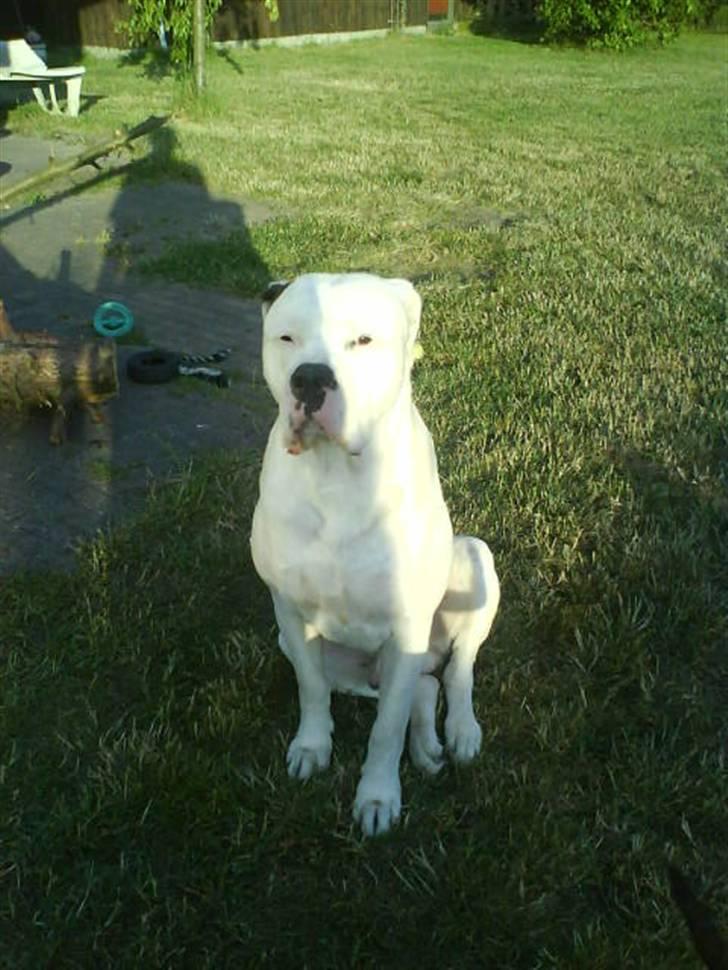 Amerikansk bulldog Jones billede 7