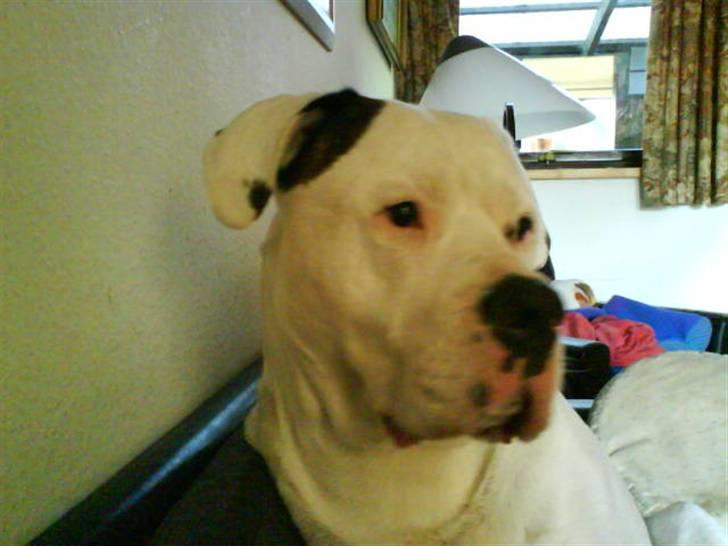 Amerikansk bulldog Jones billede 8