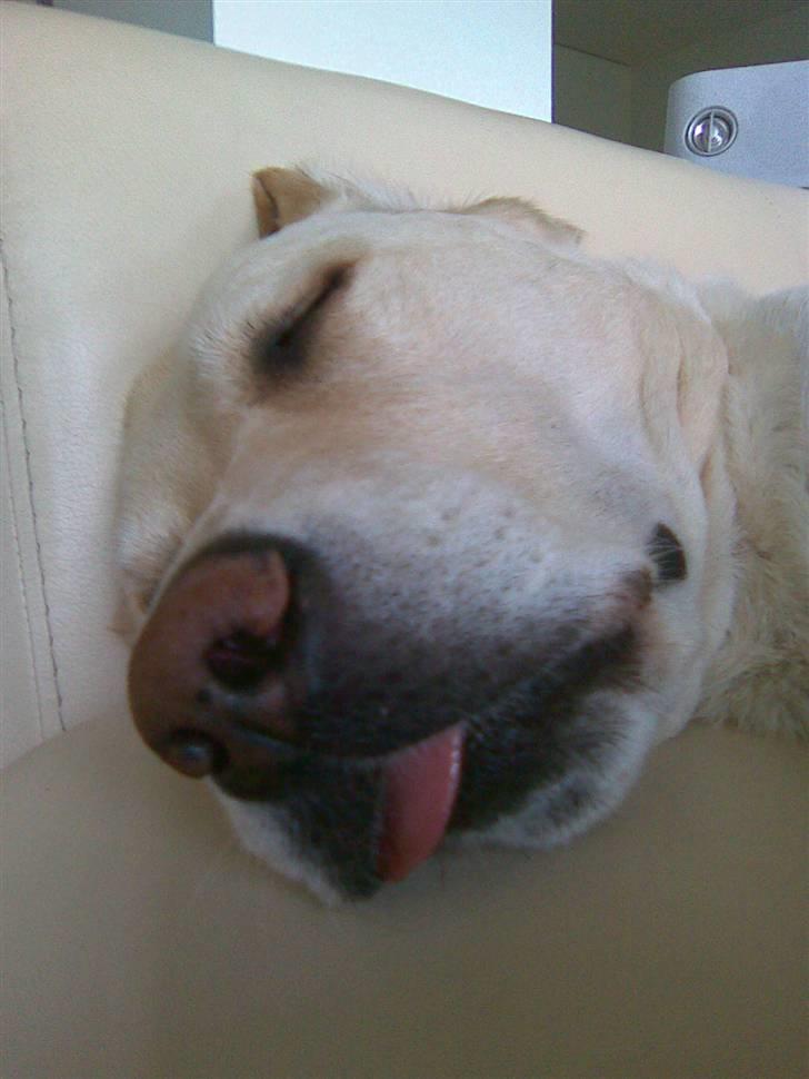 Labrador retriever Castro - ZZZZZZZZZZZZZZZZZZZZZZZZZZZZZZZZ................... billede 12