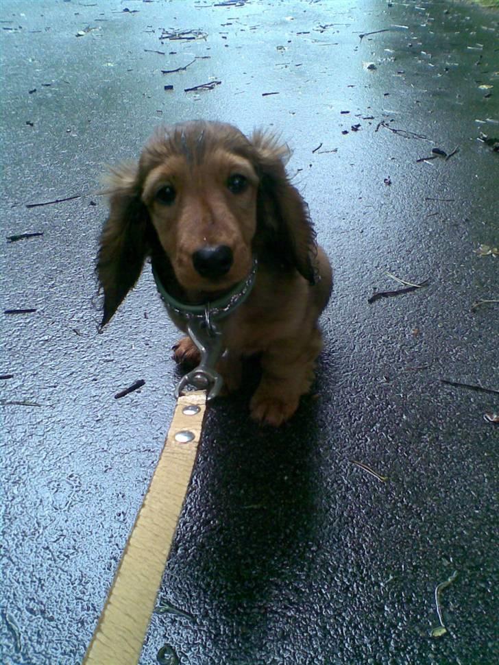 Dværggravhund Lille Soldal´s Bertram billede 1