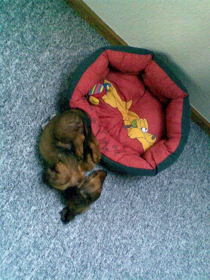 Dværggravhund Lille Soldal´s Bertram billede 2