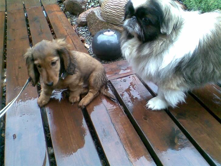 Dværggravhund Lille Soldal´s Bertram billede 3