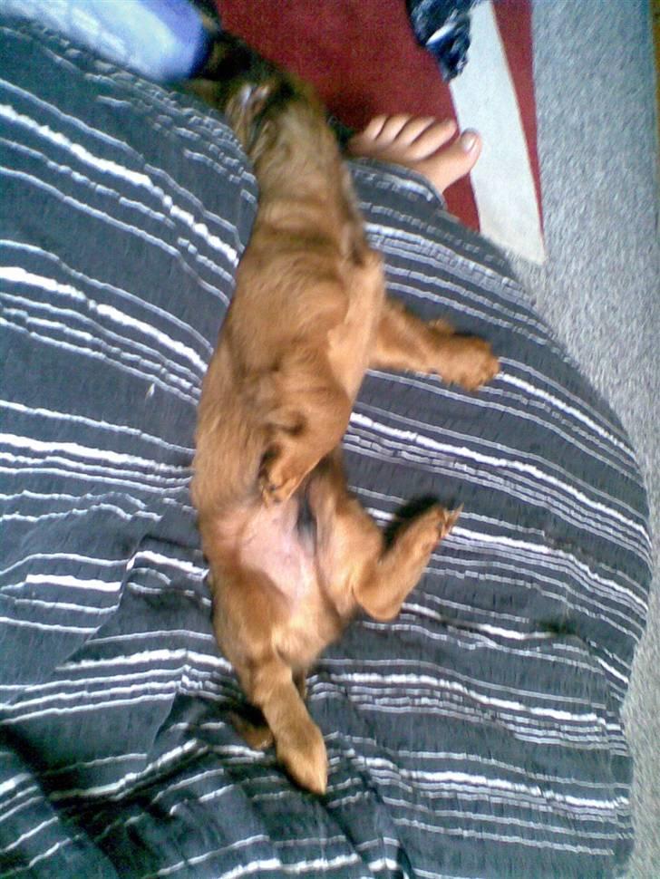 Dværggravhund Lille Soldal´s Bertram billede 4