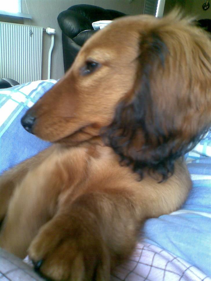 Dværggravhund Lille Soldal´s Bertram billede 5