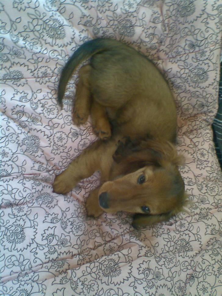 Dværggravhund Lille Soldal´s Bertram billede 6