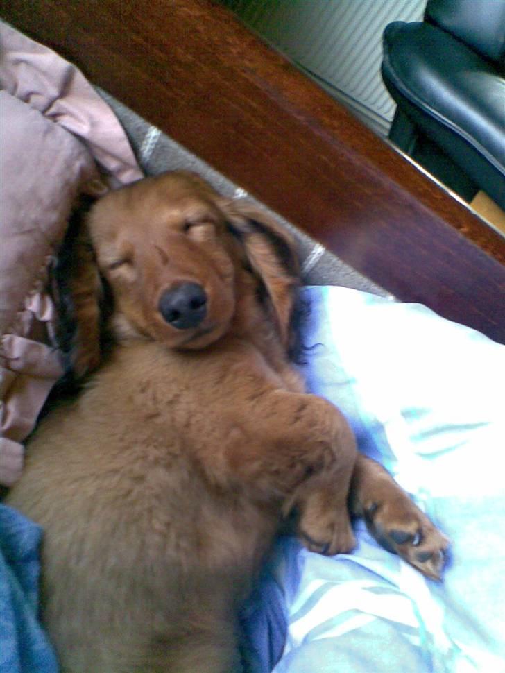 Dværggravhund Lille Soldal´s Bertram billede 7