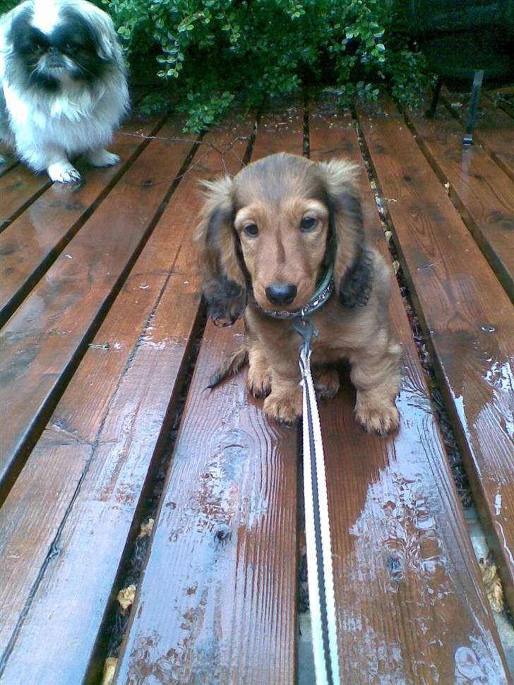 Dværggravhund Lille Soldal´s Bertram billede 8