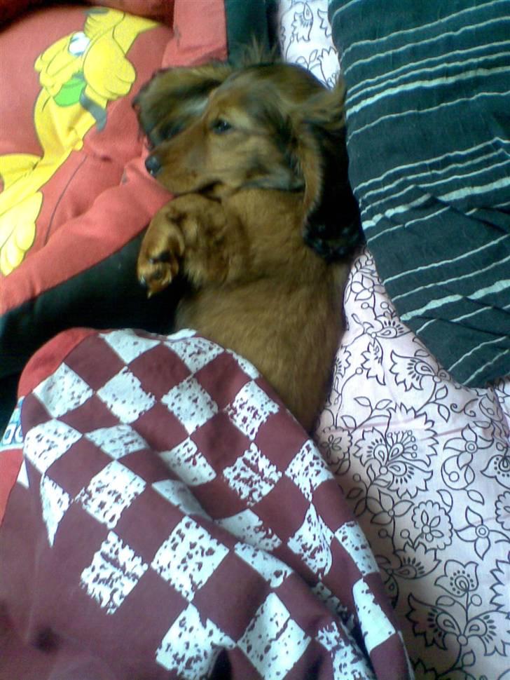 Dværggravhund Lille Soldal´s Bertram billede 9