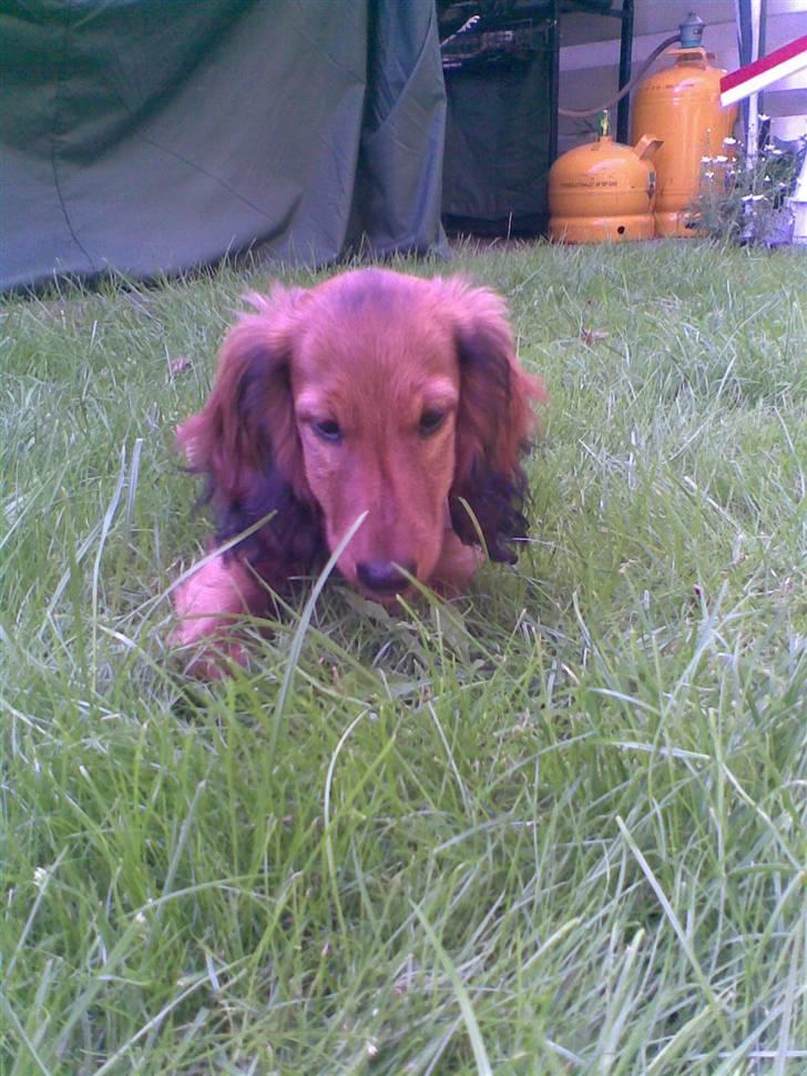 Dværggravhund Lille Soldal´s Bertram billede 10