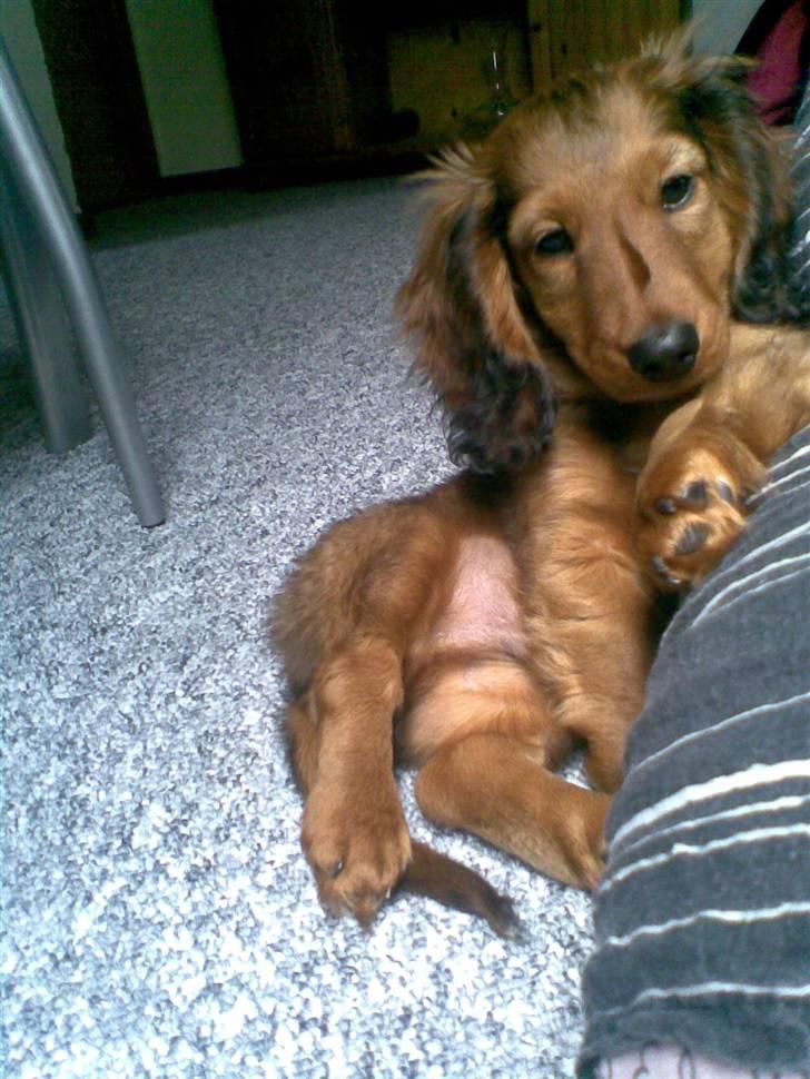 Dværggravhund Lille Soldal´s Bertram billede 11