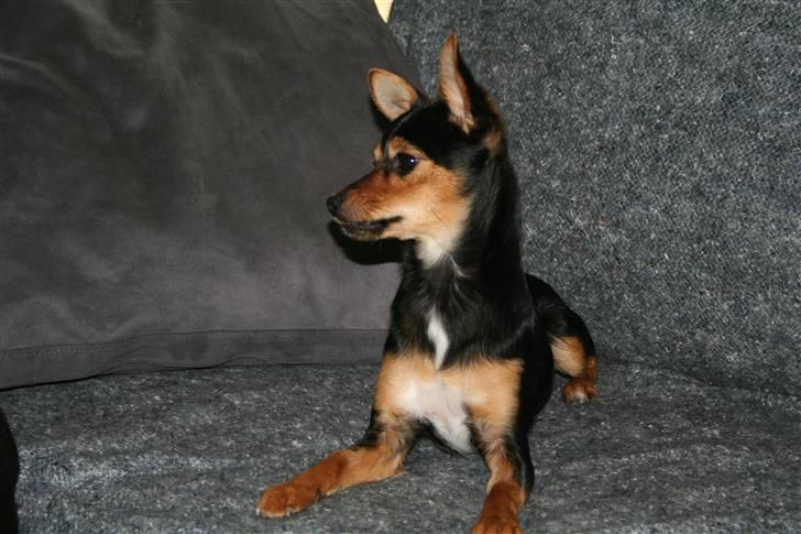 Chihuahua Malou - Så lille og så sød billede 10