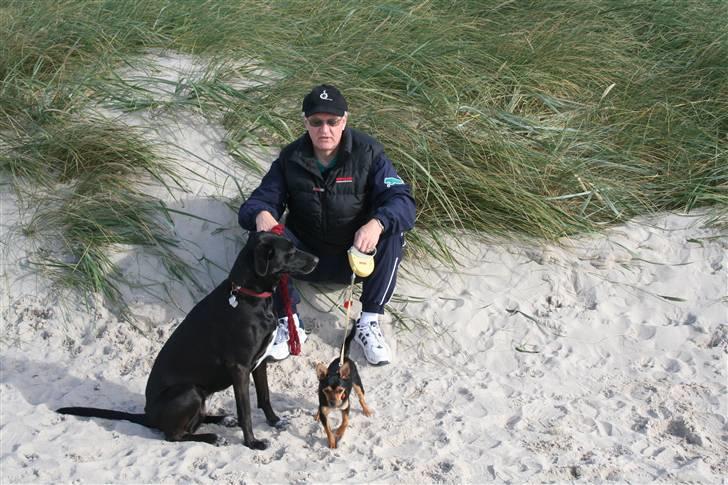 Chihuahua Malou - Her er jeg, med min far og storesøster, ved Vesterhavet. billede 11