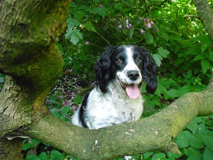 Field Trial spaniel ina <33 forever<33 - ina i sin hule billede 16