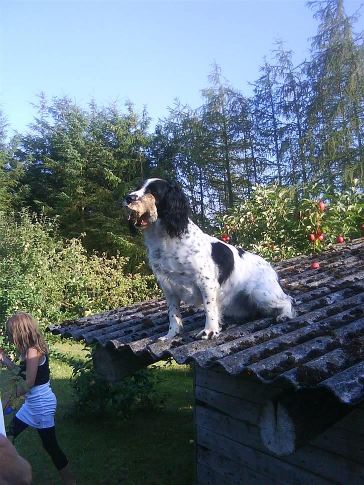 Field Trial spaniel ina <33 forever<33 - Ina på tag, hun skulle ha` sit kødben billede 17