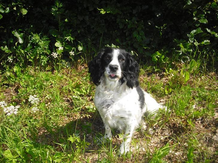 Field Trial spaniel ina <33 forever<33 - hvor er du sød lille skat billede 18