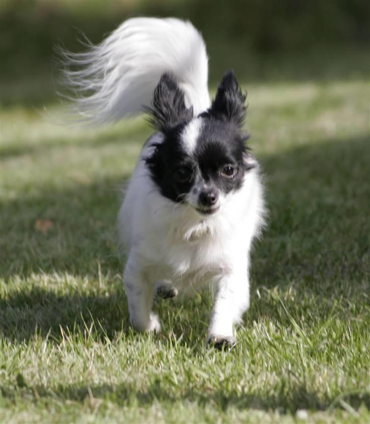 Blanding af racer Daisy - 03102008 billede 16