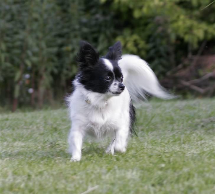 Blanding af racer Daisy - 03102008 billede 17