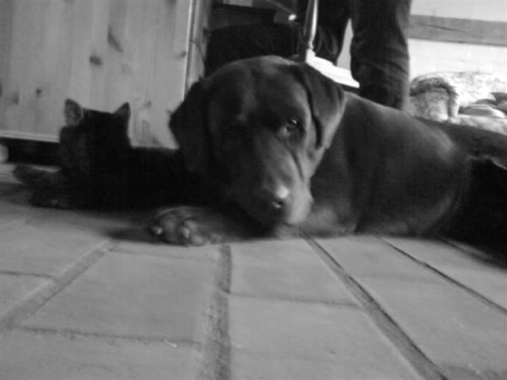 Labrador retriever santos billede 5