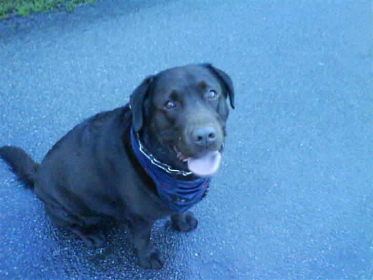 Labrador retriever santos billede 6