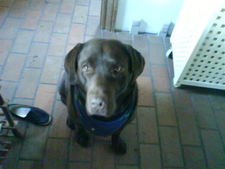 Labrador retriever santos billede 7