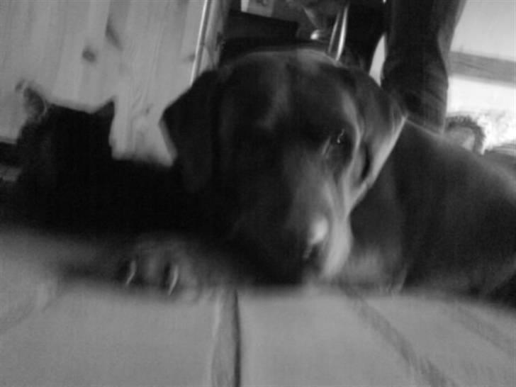 Labrador retriever santos billede 8