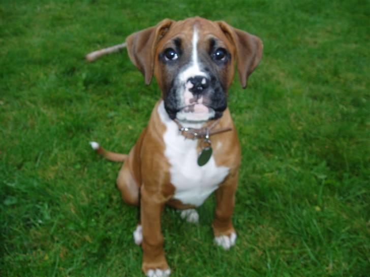 Boxer Ronja billede 1