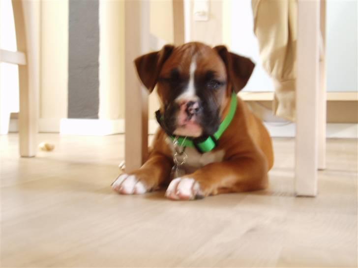 Boxer Ronja billede 2