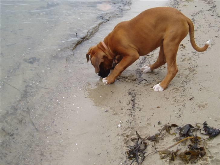 Boxer Ronja billede 3