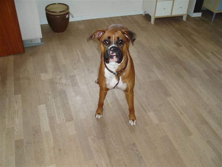 Boxer Ronja billede 4