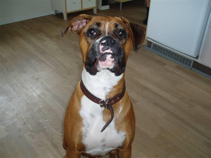 Boxer Ronja billede 5